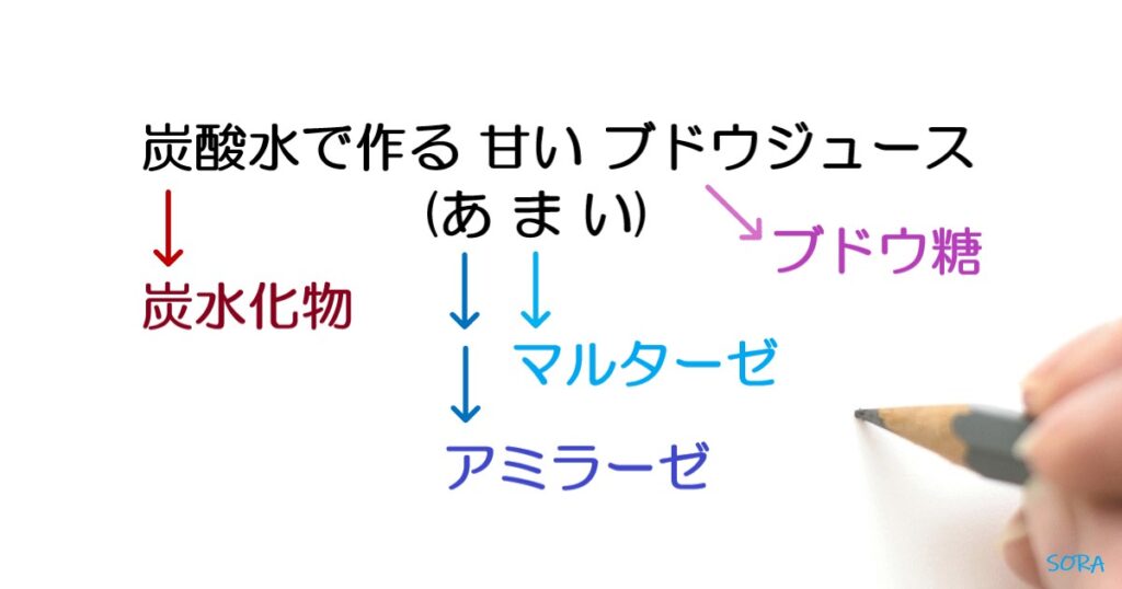 アミラーゼとマルターゼの役割