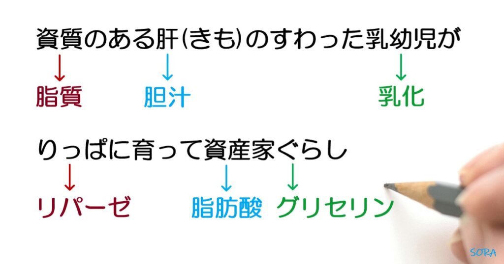 胆汁とリパーゼの役割