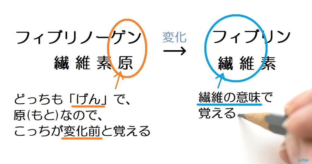 フィブリノーゲンとフィブリンの覚え方