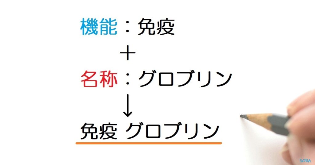 グロブリンの覚え方