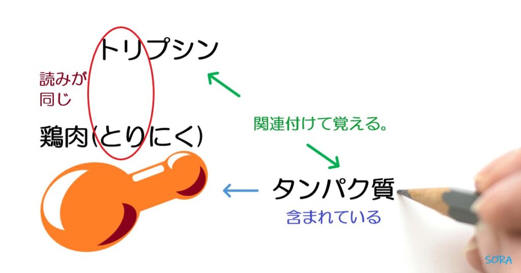 トリプシンとタンパク質の関連付け